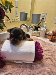 Yorkie Puppies - Photo 2