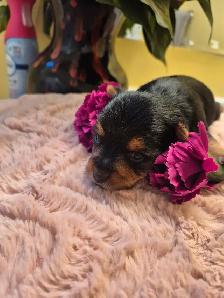 Yorkie Puppies - Photo 3