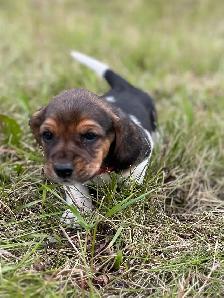 For sale Beagle x Basset Puppies
