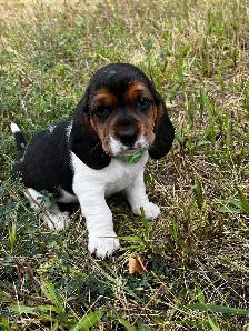 For sale Beagle x Basset Puppies - Photo 3