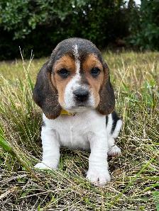 For sale Beagle x Basset Puppies - Photo 4