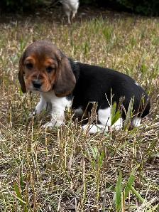 For sale Beagle x Basset Puppies - Photo 5
