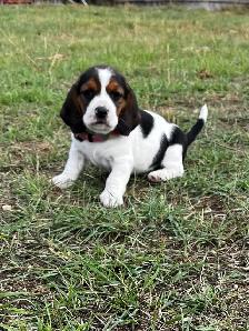 For sale Beagle x Basset Puppies - Photo 6