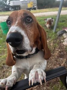 For sale Beagle x Basset Puppies - Photo 8