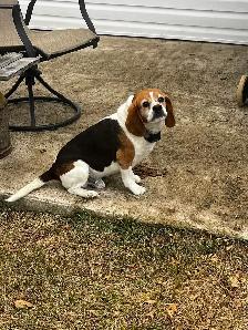 For sale Beagle x Basset Puppies - Photo 9