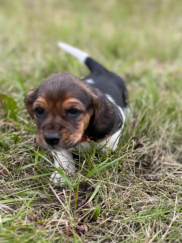 For Sale Basset x Beagle Puppies