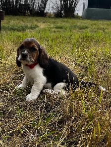 For Sale Basset x Beagle Puppies - Photo 2