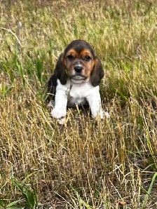 For Sale Basset x Beagle Puppies - Photo 7
