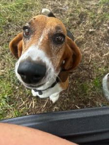 For Sale Basset x Beagle Puppies - Photo 8