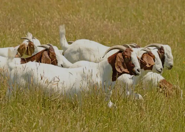 goats looking for new pasture