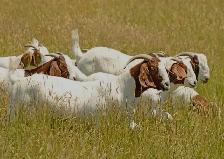 goats looking for new pasture