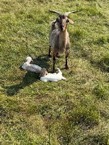 goats looking for new pasture - Photo 3