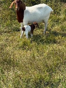 goats looking for new pasture - Photo 4