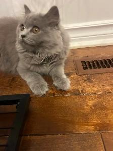 Scottish Straight Blue long-hair kittens registered in CCA/AFC - Photo 8