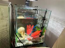 2 Aquariums à vendre - Photo 2