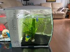 2 Aquariums à vendre - Photo 4