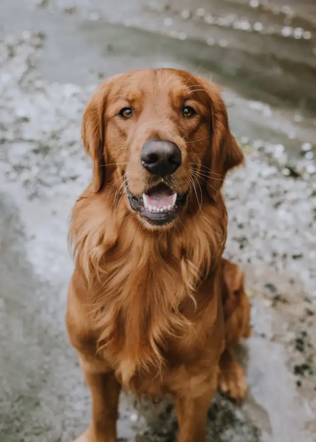 Purebred Golden Retriever Puppies – Ready for Christmas!