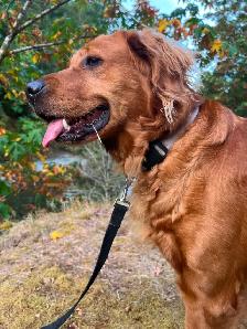 Purebred Golden Retriever Puppies – Ready for Christmas! - Photo 2
