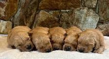 Purebred Golden Retriever Puppies – Ready for Christmas! - Photo 3