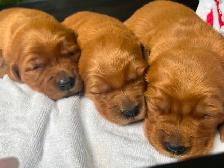 Purebred Golden Retriever Puppies – Ready for Christmas! - Photo 4