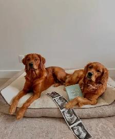 Purebred Golden Retriever Puppies – Ready for Christmas! - Photo 5