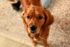 Purebred Golden Retriever Puppies – Ready for Christmas! - Photo 6