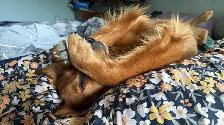 Purebred Golden Retriever Puppies – Ready for Christmas! - Photo 9