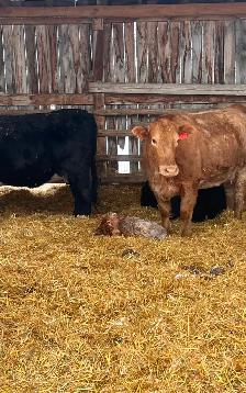 Custom feeding cattle - Photo 2