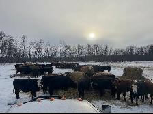 Custom feeding cattle - Photo 3