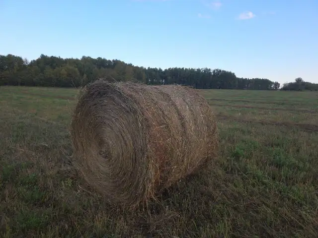 hay bales for sale
