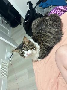Main Coon - Photo 2