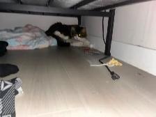 Main Coon - Photo 4