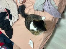 Main Coon - Photo 5
