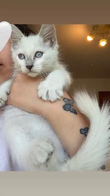 Ragdoll Kitten Purebred ( 1 left)