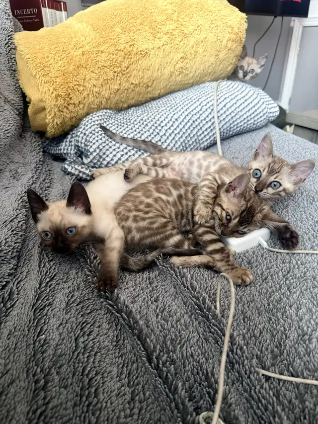 Bengal Kittens Ready Now - TICA Registered - Snow Mink & Lynx