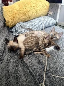 Bengal Kittens Ready Now - TICA Registered - Snow Mink & Lynx
