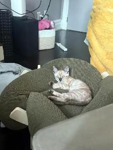 Bengal Kittens Ready Now - TICA Registered - Snow Mink & Lynx - Photo 2