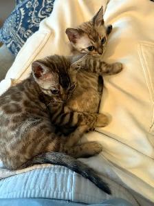 Bengal Kittens Ready Now - TICA Registered - Snow Mink & Lynx - Photo 3
