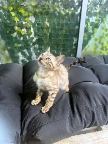 Bengal Kittens Ready Now - TICA Registered - Snow Mink & Lynx - Photo 4