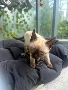Bengal Kittens Ready Now - TICA Registered - Snow Mink & Lynx - Photo 5