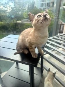 Bengal Kittens Ready Now - TICA Registered - Snow Mink & Lynx - Photo 6