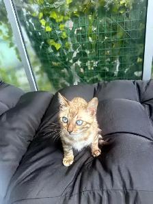 Bengal Kittens Ready Now - TICA Registered - Snow Mink & Lynx - Photo 7