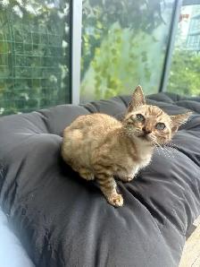 Bengal Kittens Ready Now - TICA Registered - Snow Mink & Lynx - Photo 8