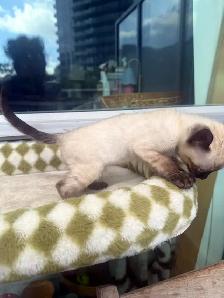 Bengal Kittens Ready Now - TICA Registered - Snow Mink & Lynx - Photo 9