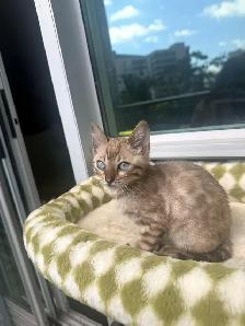 Bengal Kittens Ready Now - TICA Registered - Snow Mink & Lynx - Photo 10