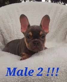 French bulldog puppies / Bouledogue français !!