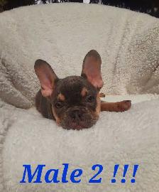 French bulldog puppies / Bouledogue français !! - Photo 2