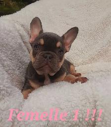 French bulldog puppies / Bouledogue français !! - Photo 3