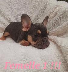 French bulldog puppies / Bouledogue français !! - Photo 4