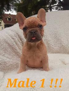French bulldog puppies / Bouledogue français !! - Photo 5